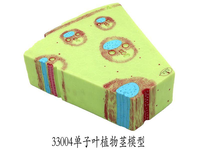 单子叶植物茎模型