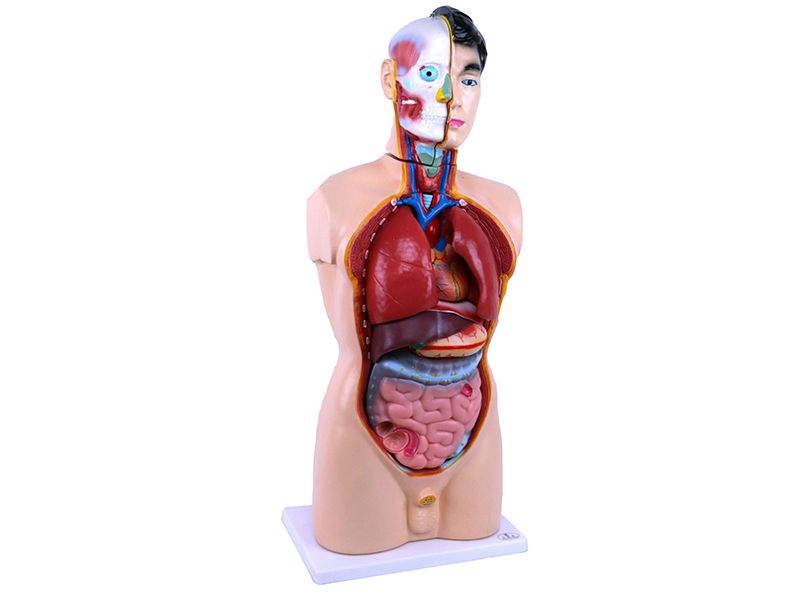 头、颈、躯干模型